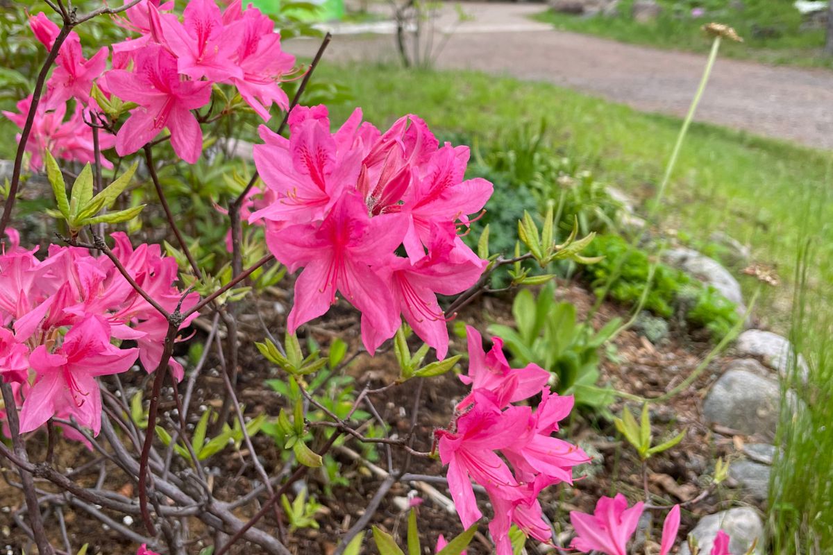 Sivanandacamp-2508-The-art-of-positive-thinking