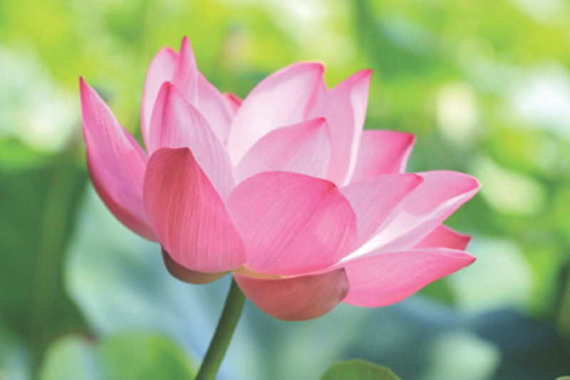 The-Power-of-Forgiveness-800×533