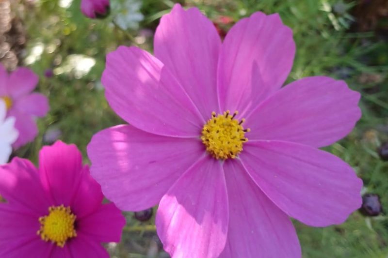 Sivananda-Canada-1600×1200